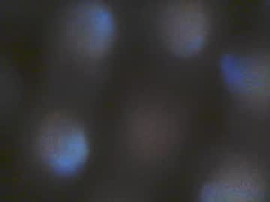 iiiirasoa's webcam