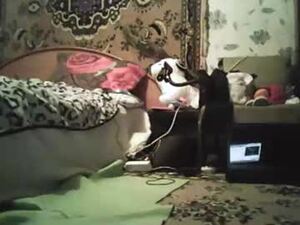 jazzcamille's webcam