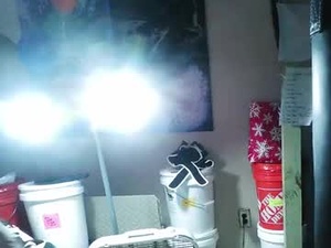lobster_boxer's webcam