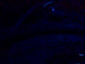 saltwaterweapon's webcam