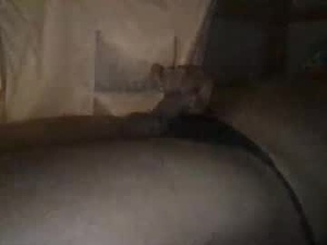 sexaass69vergin's webcam